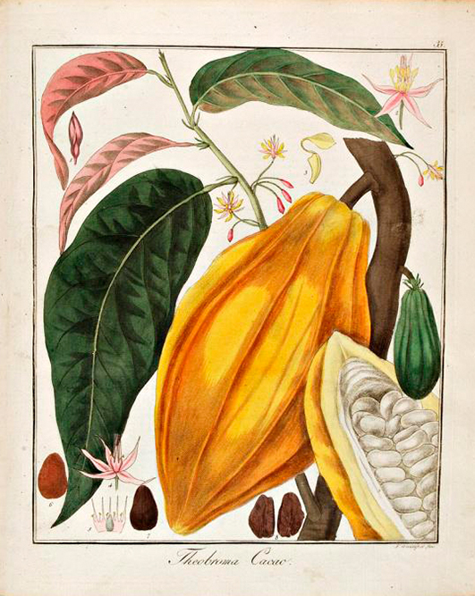 1741-botanical-drawing